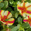 Šrucha 'Cupcake Strawbery Banana' - Portulaca umbraticola 'Cupcake Strawbery Banana'