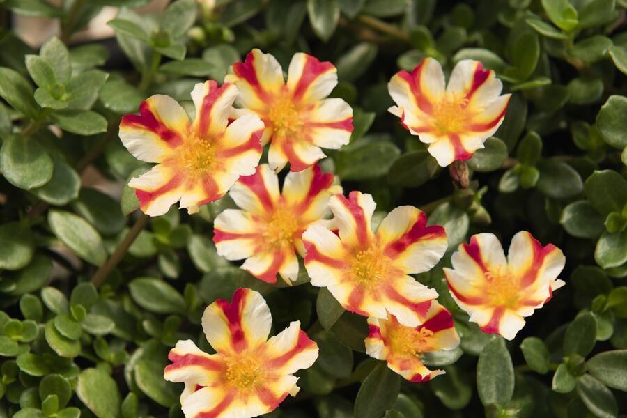 Šrucha 'Cupcake Strawbery Banana' - Portulaca umbraticola 'Cupcake Strawbery Banana'