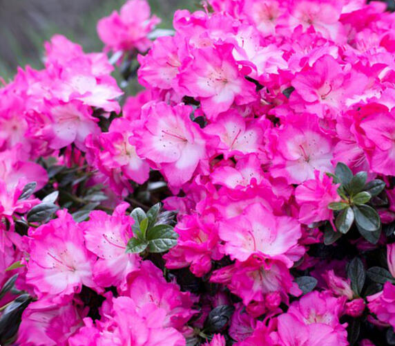 Azalka japonská 'Heidi' - Azalea japonica 'Heidi'