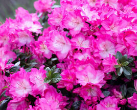 Azalka japonská 'Heidi'