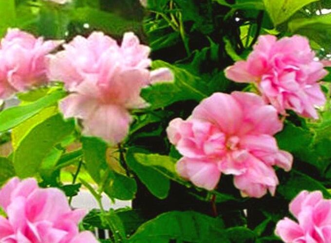 Opletník břečťanolistý 'Multiplex' ('Flore Pleno') - Calystegia hederacea 'Multiplex' ('Flore Pleno')