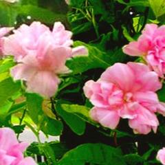 Opletník břečťanolistý 'Multiplex' ('Flore Pleno') - Calystegia hederacea 'Multiplex' ('Flore Pleno')