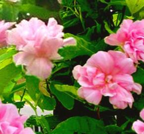 Opletník břečťanolistý 'Multiplex'  ('Flore Pleno') - Calystegia hederacea 'Multiplex' ('Flore Pleno')