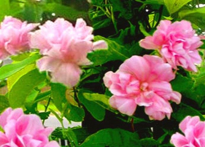 Opletník břečťanolistý 'Multiplex' - Calystegia hederacea 'Multiplex'