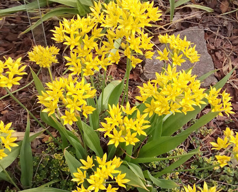 Česnek zlatožlutý - Allium moly