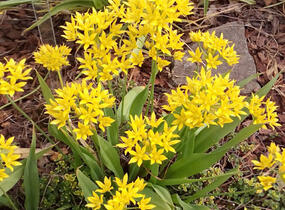 Česnek zlatožlutý - Allium moly