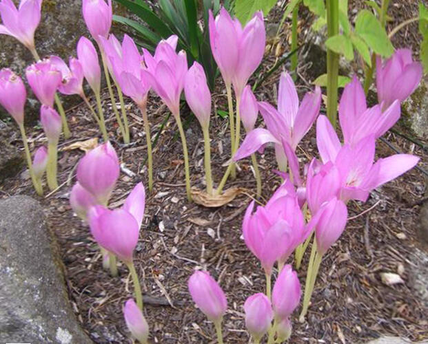 Ocún jesenní - Colchicum autumnale