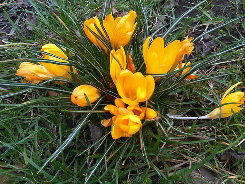 Krokus, šafrán 'Golden Yellow' - Crocus 'Golden Yellow'