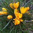 Krokus, šafrán 'Golden Yellow' - Crocus 'Golden Yellow'