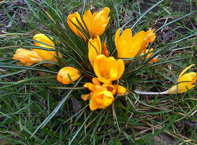 Krokus, šafrán 'Golden Yellow' - Crocus 'Golden Yellow'