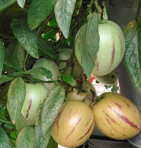 Pepíno 'Pepino Copa®' - Solanum muricatum 'Pepino Copa®'