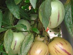 Pepíno 'Pepino Copa®' - Solanum muricatum 'Pepino Copa®'