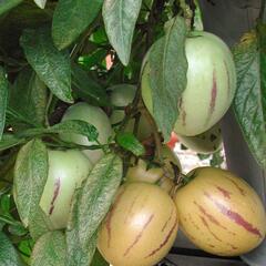Pepíno 'Pepino Copa®' - Solanum muricatum 'Pepino Copa®'