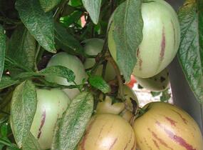 Pepíno 'Pepino Copa' - Solanum muricatum 'Pepino Copa'