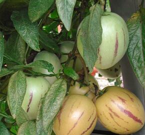 Pepíno 'Pepino Copa®' - Solanum muricatum 'Pepino Copa®'