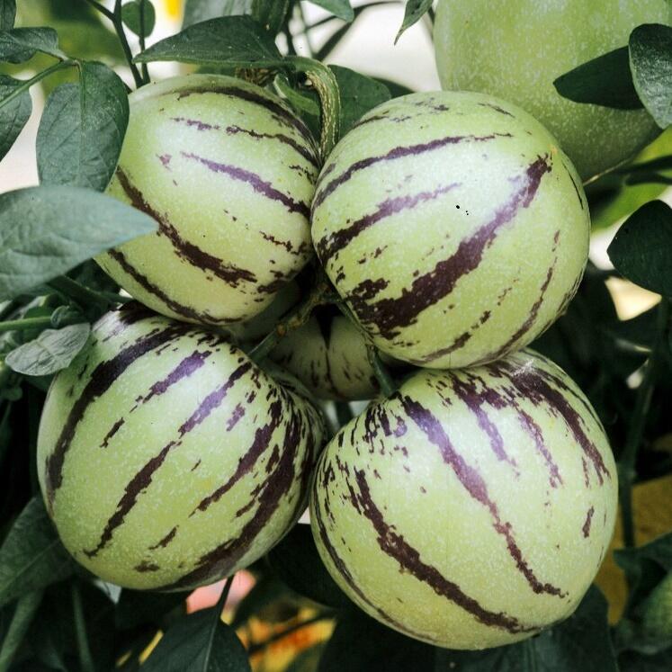 Pepíno 'Pepino Copa' - Solanum muricatum 'Pepino Copa'