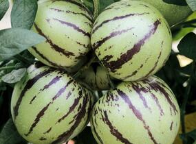 Pepíno 'Pepino Copa' - Solanum muricatum 'Pepino Copa'
