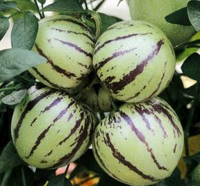 Pepíno 'Pepino Copa®' - Solanum muricatum 'Pepino Copa®'