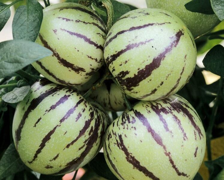 Pepíno 'Pepino Copa' - Solanum muricatum 'Pepino Copa'