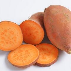 Povíjnice batátová 'Erato Orange' - Ipomoea batatas 'Erato Orange'