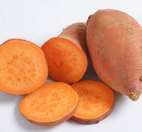 Povíjnice batátová 'Erato Orange' - Ipomoea batatas 'Erato Orange'