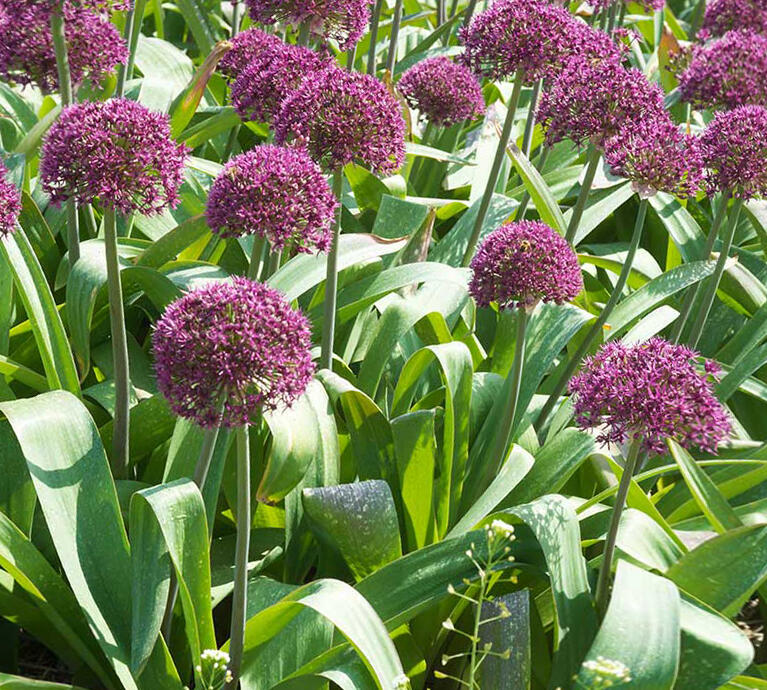 Česnek 'Ostara' - Allium 'Ostara'