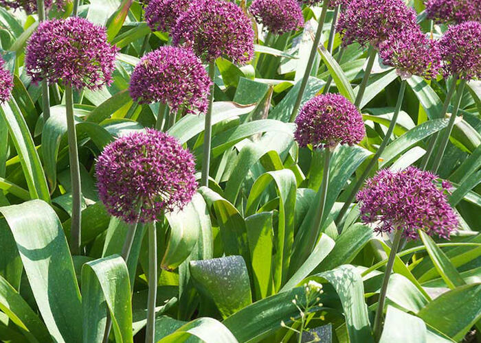 Česnek 'Ostara' - Allium 'Ostara'