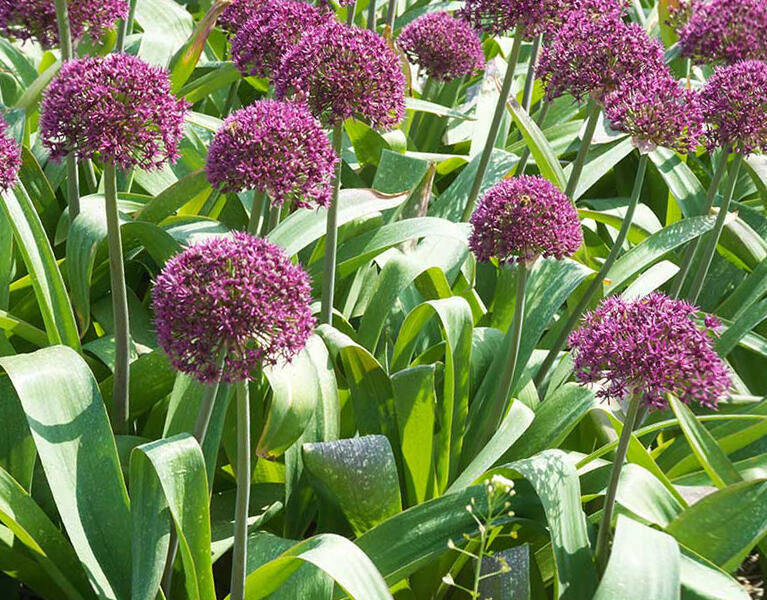 Česnek 'Ostara' - Allium 'Ostara'