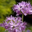 Česnek jednolistý 'Eros' - Allium unifolium 'Eros'