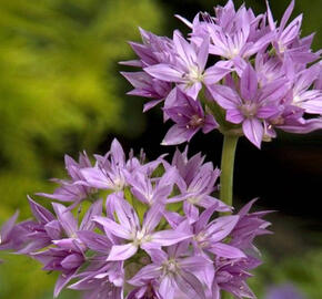 Česnek jednolistý 'Eros' - Allium unifolium 'Eros'