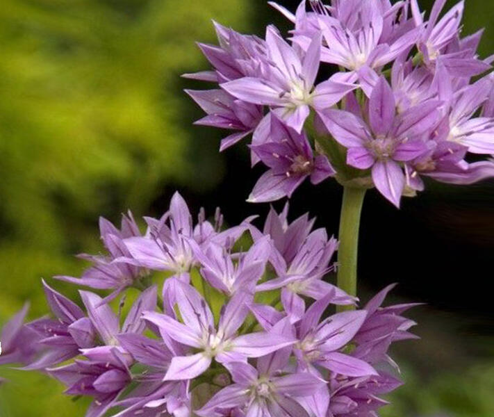 Česnek jednolistý 'Eros' - Allium unifolium 'Eros'