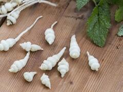 Čistec hlíznatý 'Conito' - Stachys sieboldii 'Conito'