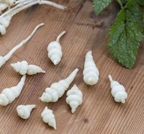Čistec hlíznatý 'Conito' - Stachys sieboldii 'Conito'