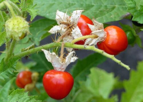 Lilek hulevníkolistý (Rajče liči) 'StarBenas®' - Solanum sisymbriifolium 'StarBenas®'