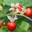 Lilek hulevníkolistý (Rajče liči) 'StarBenas®' - Solanum sisymbriifolium 'StarBenas®'
