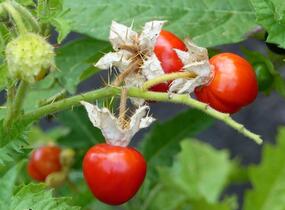 Lilek hulevníkolistý (Rajče liči) 'StarBenas®' - Solanum sisymbriifolium 'StarBenas®'