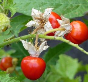 Lilek hulevníkolistý (Rajče liči) 'StarBenas®' - Solanum sisymbriifolium 'StarBenas®'