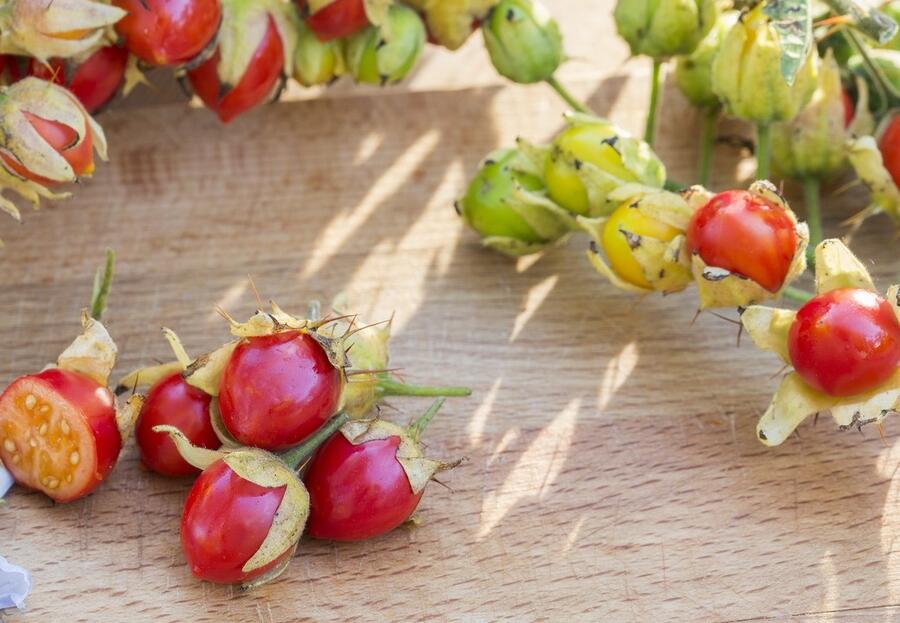 Lilek hulevníkolistý (Rajče liči) 'StarBenas®' - Solanum sisymbriifolium 'StarBenas®'
