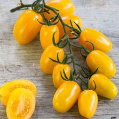 Rajče tyčkové F1 'Mirado Yellow' - Lycopersicon esculentum 'Mirado Yellow'