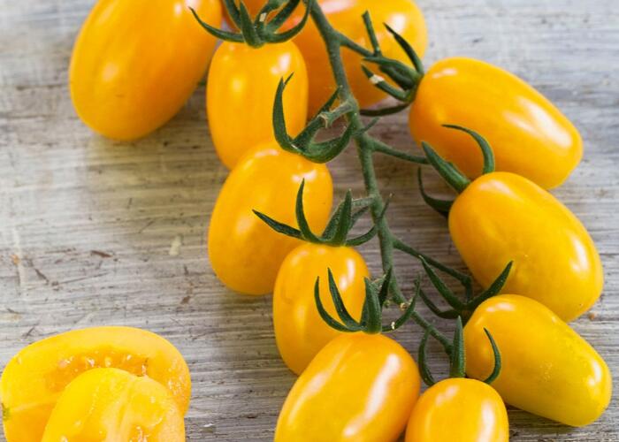 Rajče tyčkové F1 'Mirado Yellow' - Lycopersicon esculentum 'Mirado Yellow'