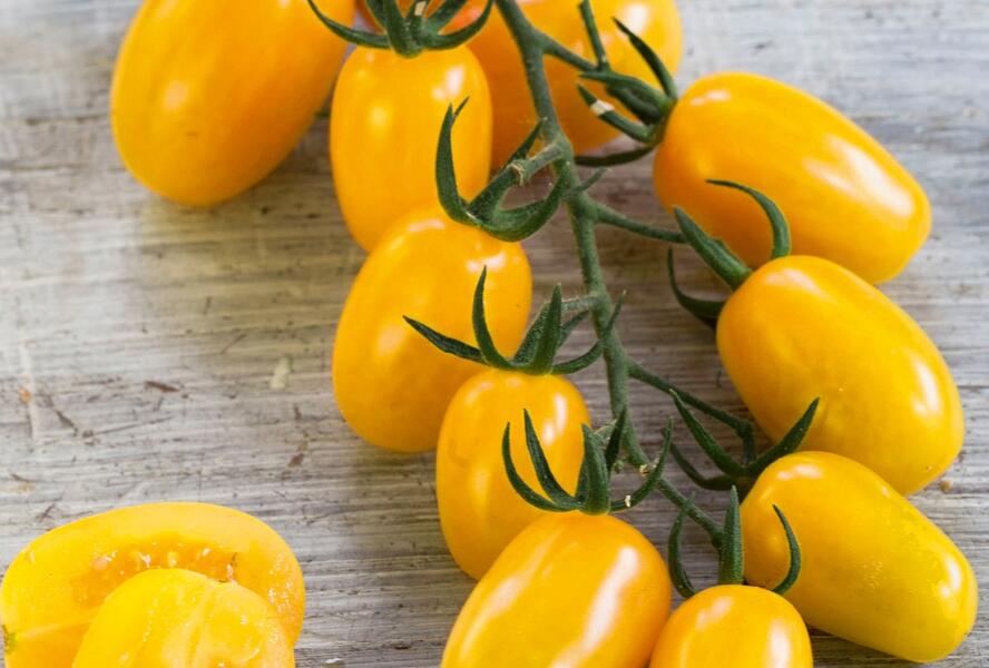 Rajče tyčkové F1 'Mirado Yellow' - Lycopersicon esculentum 'Mirado Yellow'
