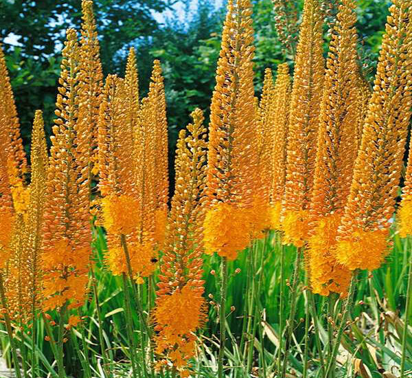 Liliochvostec 'Cleopatra' - Eremurus isabellinus 'Cleopatra'