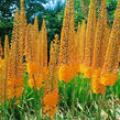 Liliochvostec 'Cleopatra' - Eremurus isabellinus 'Cleopatra'