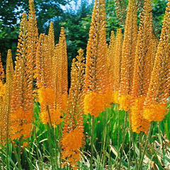 Liliochvostec 'Cleopatra' - Eremurus isabellinus 'Cleopatra'