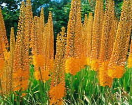 Liliochvostec 'Cleopatra'