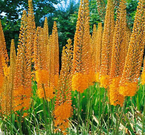 Liliochvostec 'Cleopatra' - Eremurus isabellinus 'Cleopatra'