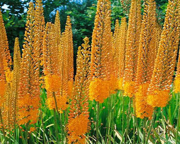 Liliochvostec 'Cleopatra'