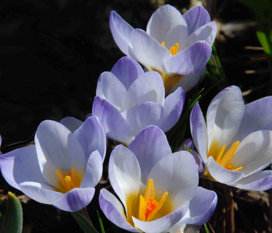 Krokus, šafrán zlatý 'Blue Pearl' - Crocus chrysanthus 'Blue Pearl'