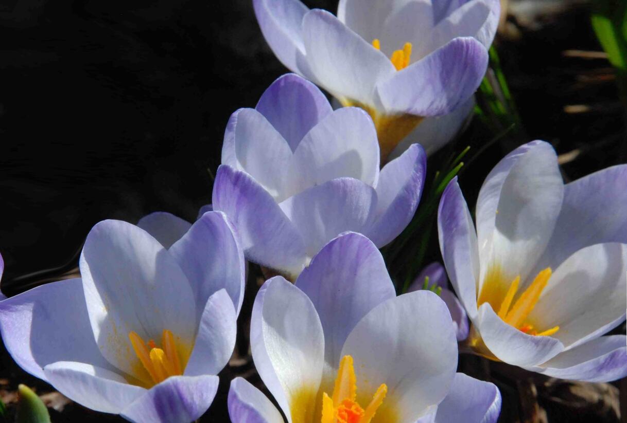 Krokus, šafrán zlatý 'Blue Pearl' - Crocus chrysanthus 'Blue Pearl'