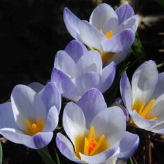 Krokus, šafrán zlatý 'Blue Pearl' - Crocus chrysanthus 'Blue Pearl'